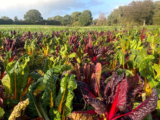 Biohof-Wischhof_mangold.jpg Biohof-Wischhof_mangold.jpg