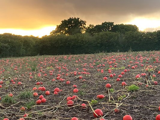 Biohof-Wischhof_kuerbisse.jpg Biohof-Wischhof_kuerbisse.jpg