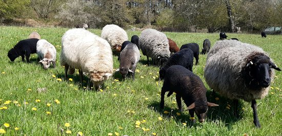 Schafhof_Haby_schafe.jpg Schafhof_Haby_schafe.jpg